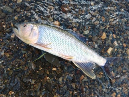 夏の風物詩「ハス」